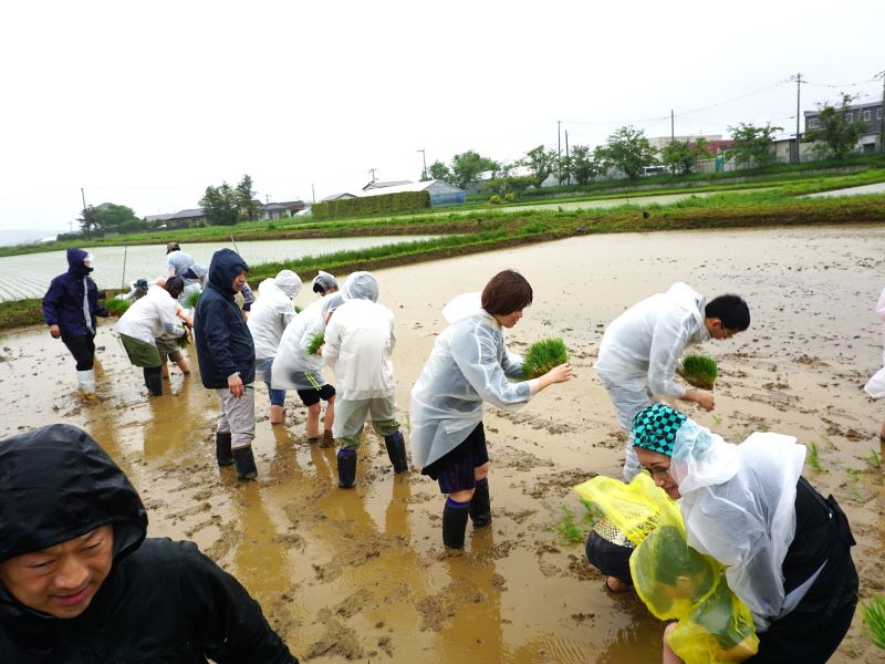 田植えしている様子