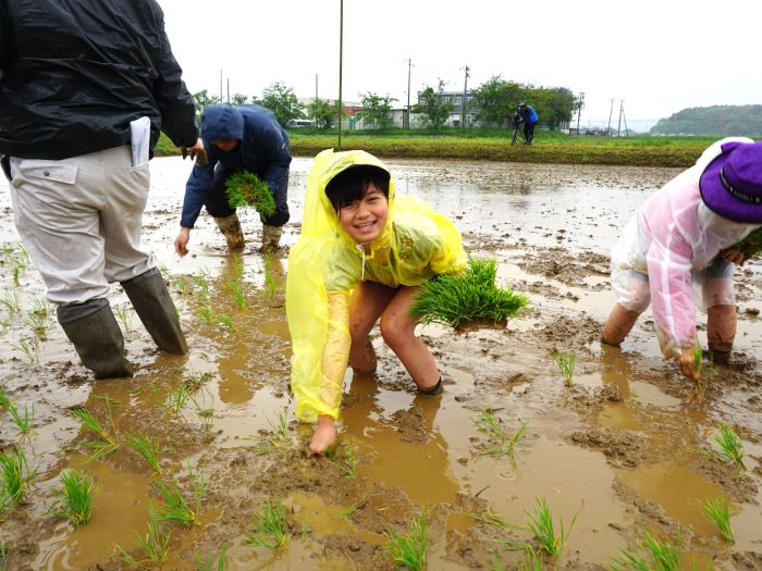 田植えしているこども