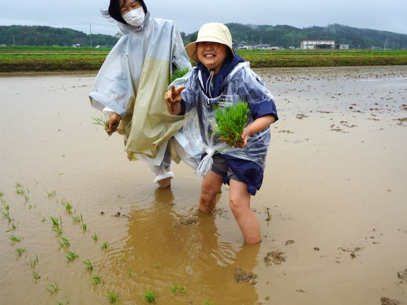 田植えしている様子