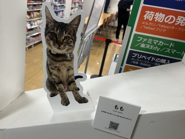 保護猫写真展の会場での展示の様子