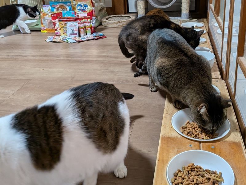 （お届けしたペットフードを食べている様子）