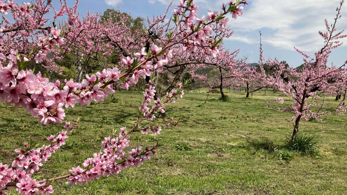 桃の花の写真