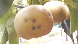 強い風によって表面が傷ついた梨の写真